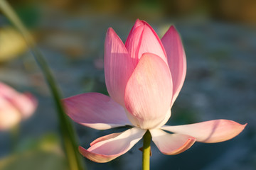 Caspian lotus (Nelumbo nucifera) blossom in Volga delta. Astrakhan region, Caspian sea, Russia