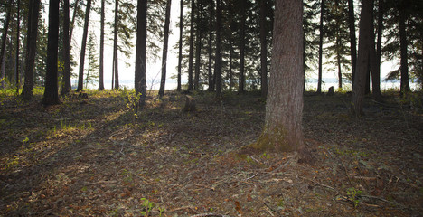 Obraz premium Early forest