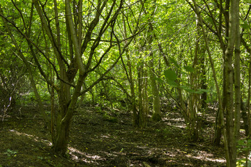 Fototapeta na wymiar Tät skog med buskar och lövträd