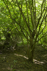 Fototapeta na wymiar Tät skog med buskar och lövträd