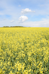 Fototapeta premium Rapsfeld