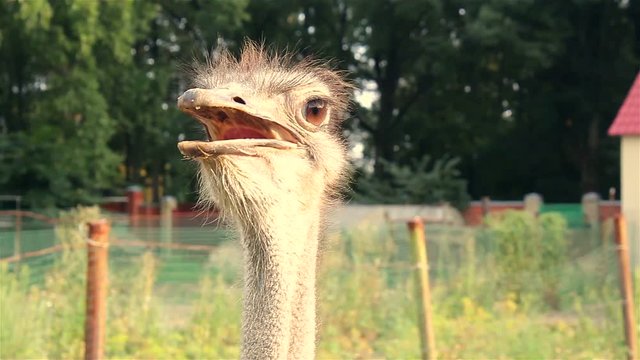 Portrait of an ostrich close up