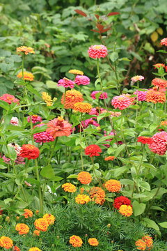 zinnia flowers background