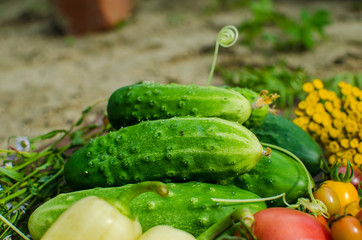 fresh and raw vegetables