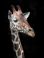 giraffe