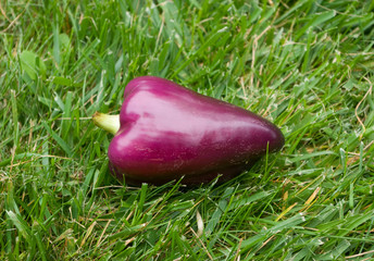 Fresh violet bell pepper laying on a green grass under the daylight - 118962491