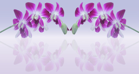 background of  Whtie and violet orchid flower