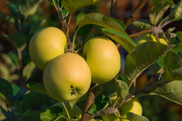 Apples on branch in garden. Selective focus
