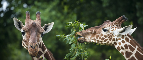 Obraz premium giraffes