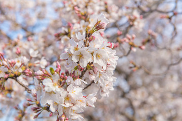 Sakura Flower or Cherry Blossom  in public park Fukuoka Japan
