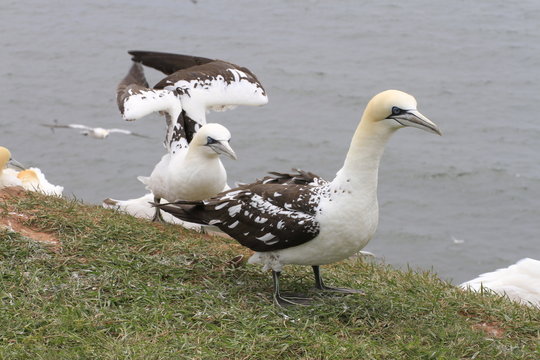 Basst&ouml;lpel auf Helgoland
