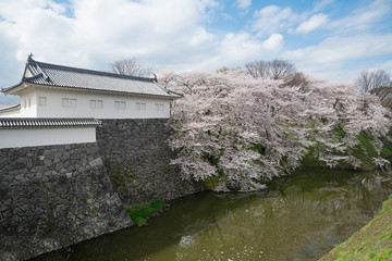 Obraz premium The full bloom Cherry-blossom trees along the Kajo castle moats.