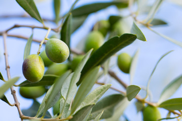 olive tree