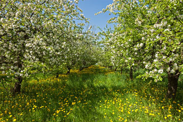 Apple tree blossoms over nature background/ Spring flowers/Spring Background