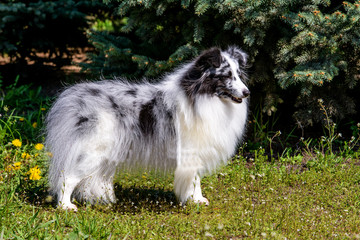 The gray Shetland Sheepdog is on the grass.