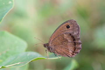 Dryad (Minois dryas) is a butterfly of the Nymphalidae family. It is found in Southern and Central Europe.
