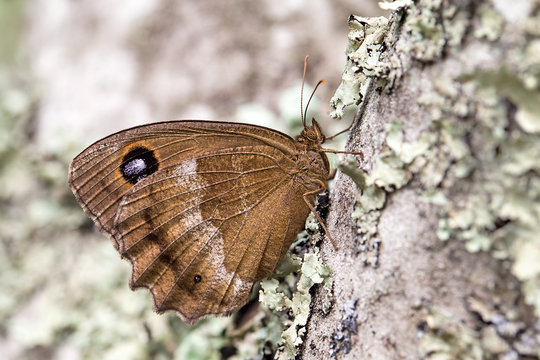 Dryad (Minois dryas) is a butterfly of the Nymphalidae family. It is found in Southern and Central Europe.