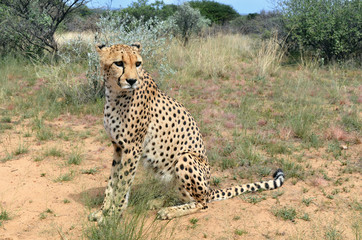Africa. Namibia. Cheetah