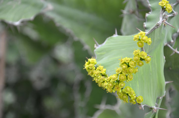 Yellow blossom from cactus