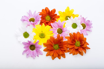 Close up of the colorful chrysanthemum flowers