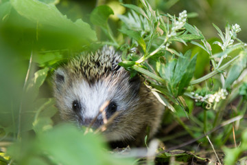 Igelkottunge i trädgård