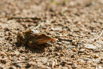 Vanlig groda i solsken