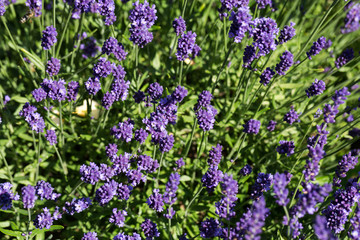 Gardens with the flourishing lavender