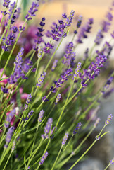 Obraz premium Garden with the flourishing lavender
