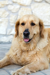 portrait of beautiful golden retriever