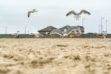 Quiberon in Brittany