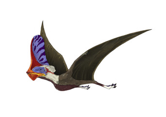 Tapejara, a genus of Brazilian pterosaur from the Cretaceous Period. © Stocktrek Images