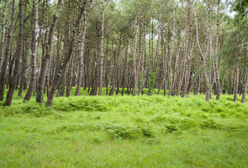 forest scenery in Brittany