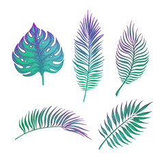 Fototapeta na wymiar Hand drawn vector illustration - Palm leaves. Tropical design 