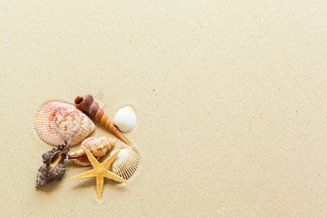  Seashells on the beach sand