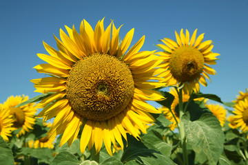 beautiful ripe sunflowers in summer