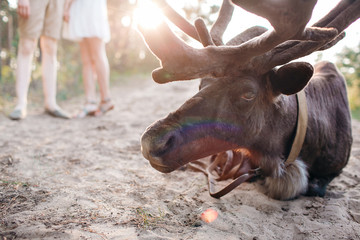 reindeer, Stag, Eating, Relaxing in the Forest, Wild. sunset