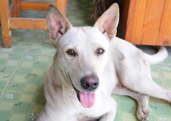 cream mongrel dog short hair lay on the floor