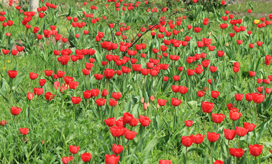 Fototapeta premium tulips