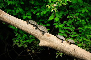 small terrapins