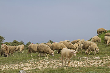 Schafe in Istrien