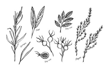 Hand drawn vintage illustration - herbs and spices  - obrazy, fototapety, plakaty