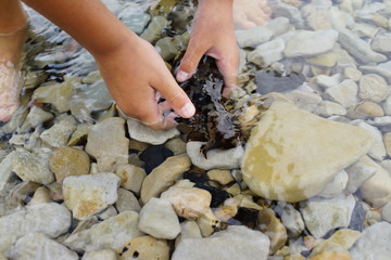 海の生き物　ウミウシ　海水浴 自然観察