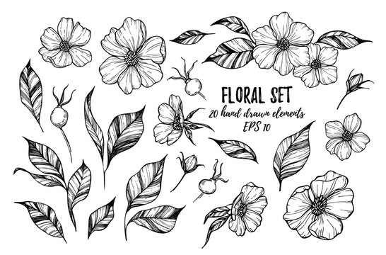 Vector illustrations - Floral set (flowers, leaves and berries).