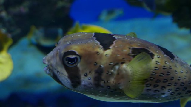 White-Spotted Puffer (Arothron) With Yellow Fins.