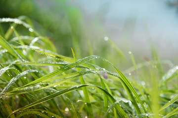 drops of dew on a green grass