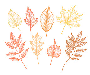 Hand drawn vector illustrations. Set of fall leaves. Forest desi
