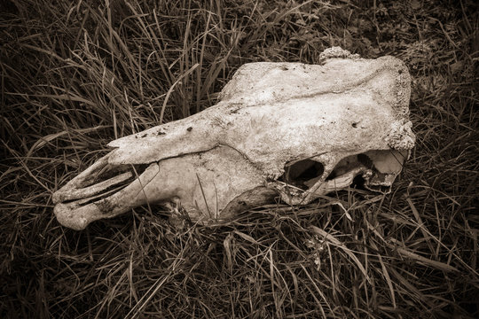 animal skull in dry grass, black and white gothic photo