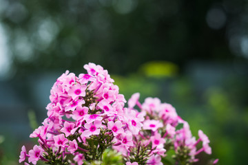 Obraz premium Phlox in the garden. Shallow depth of field.