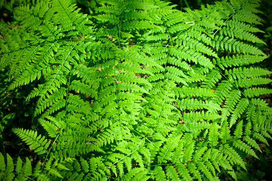Leaves of fern. Natural background