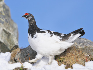 春のライチョウ雄(rock ptarmigan)